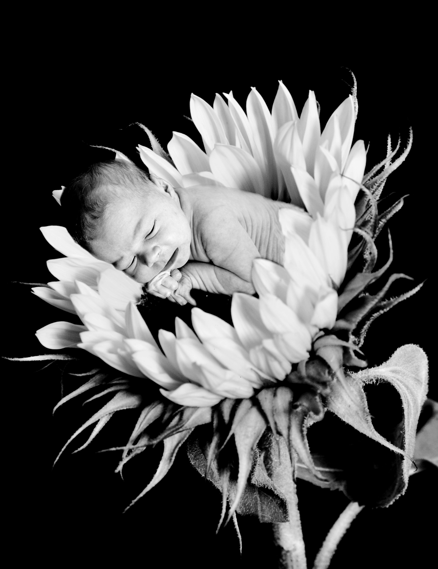 baby-in-sunflower