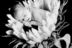 baby-in-sunflower
